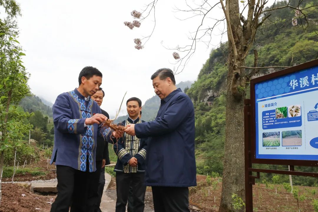 2019年4月15日，習近平在重慶華溪村考察特色經濟作物帶動村民脫貧的情況。新華社記者 鞠鵬 攝