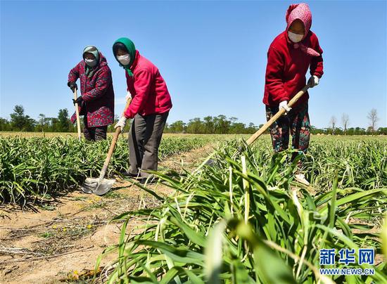  5月11日，農(nóng)民在山西省大同市云州區(qū)西坪鎮(zhèn)唐家堡村邊的黃花菜地里除草。新華社發(fā)（柴婷 攝）